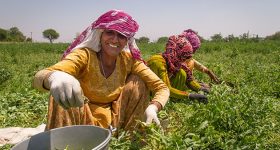 Why the UN COP28 Climate Talks Must Serve Farmers to Achieve a "Just Transition" - Vimarsana News