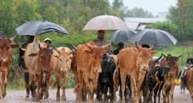 For Africans, the Climate Debate Around the Role of Livestock Misses the Mark - Vimarsana News