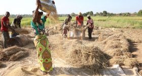 COP28 Provides RoadMap to Fix Africa's Broken Food Systems - IFAD - Vimarsana News