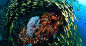 Beware Carbon Myopia at COP28: Why Climate and Nature Action Must Now Come Together in the Race for a Liveable Planet - Vimarsana News