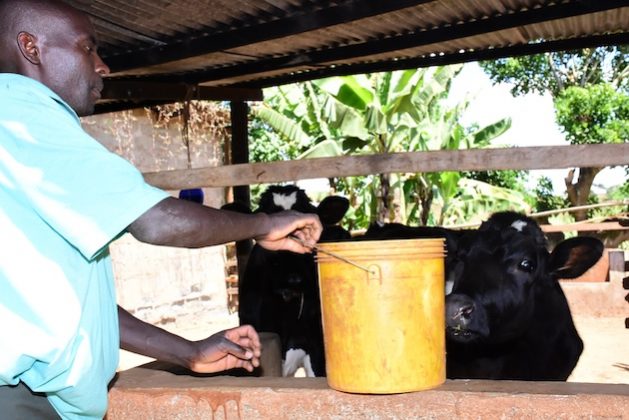 Transforming food systems is key to solving food insecurity on the African continent. A powerful and unified effort is needed to ensure food systems are transformed to be robust enough to support the population. Credit: Joyce Chimbi/IPS