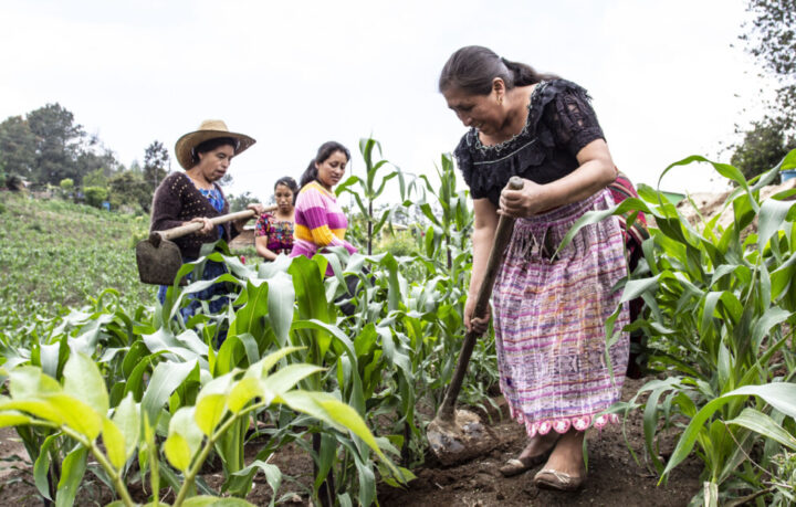 Women farmers work in a field in Guatemala. In rural areas of Latin America, women have more precarious or lower paid jobs than men, and barely a third of them have access to forms of land ownership. CREDIT: Juan L. Sacayón / UNDP