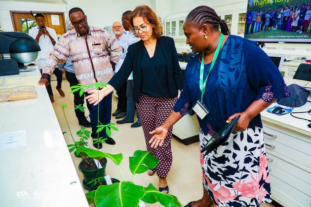 Dr Ismahane Elouafi looks at disease-free cassava and banana plants at the Virology Lab in IITA, Ibadan, Nigeria. Credit: IITA