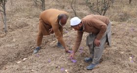 Climate Change: Authorities Seek to Improve Saffron Yields in Kashmir - Vimarsana News