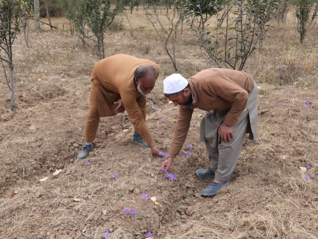 Farmers checking the saffron flowers on their farm in Pampore, Kashmir. Credit: Athar Parvaiz/IPS