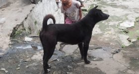 Bali's Ancient Canine Guardians on the Brink of Extinction - Vimarsana News
