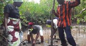 Women are the unsung mangrove restoration heroes. Planting and caring for mangrove seedlings and boosting preservation and conservation of Kenya's coastal blue forests. Credit: Joyce Chimbi/IPS