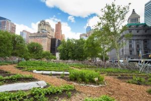 Urban Farm gardening project in New York City. Urban agriculture is a sustainable way of growing food and local economies and meeting food security needs for urban dwellers. Credit: Shutterstock