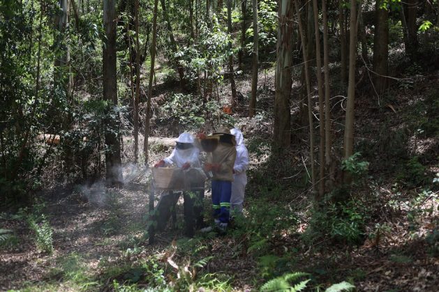 The Food and Agriculture Organization of the United Nations is training young beekeepers in Zimbabwe. Credit: Farai Shawn Matiashe/IPS