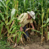 A small farmer checks his corn field in the southern state of Guerrero. The grain is the star of the staple diet in Mexico, consumed in many different forms. CREDIT: Sader