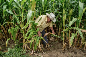 A small farmer checks his corn field in the southern state of Guerrero. The grain is the...<a href=