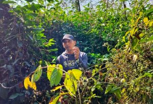 Farmer Samir Bordoloi showing a tea bud as he stands amidst his tea shrubs. He cultivates...<a href=