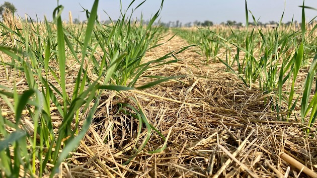 Farmer Sultan Ahmed Bhatti’s first experiment of growing wheat on raised but measured beds on one acre of land was a runway success. “We produced more wheat than what we grew on ploughed flat land,” he said. Credit: Sukheki farms of Sultan Ahmed Bhatti 