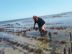 International Women’s Day, 2024Inside Women Dominated Seaweed Farms in Kenya’s Indian Ocean Waters