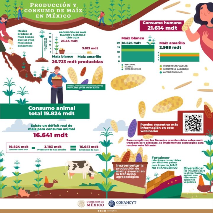 Mexico depends on corn imports, especially from the United States, to satisfy its high domestic consumption. Despite its attempts, the government has failed to increase production. Infographics: Conahcyt