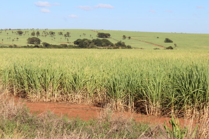 A photo of the monotonous landscape of sugarcane in one of the plantations in the interior of the state of São Paulo, which provides almost half of the sugar and ethanol produced in Brazil. The 31 billion liters of ethanol in 2023 could be tripled in 20 years by increasing productivity and monoculture, to provide surpluses for the production of SAF. CREDIT: Mario Osava / IPS