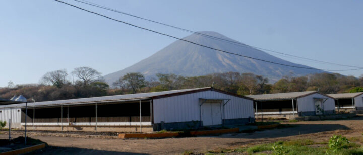 A photo of one of Grupo Campestre's four poultry farms, which raise 200,000 chickens each. It is located on the outskirts of El Brazo, in the eastern Salvadoran municipality of San Miguel. Thanks to its biogas plant, the surrounding villages no longer have to put up with the foul odors emanating from the farms. CREDIT: Edgardo Ayala / IPS