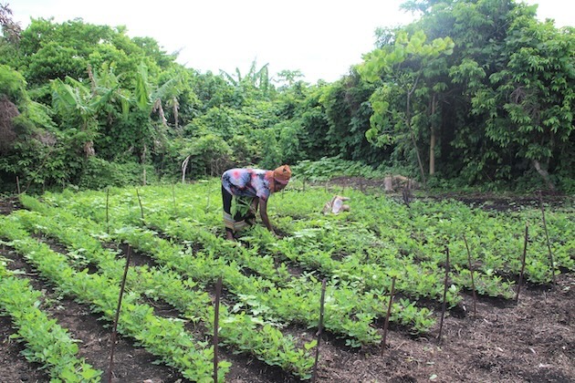 Mary Nipisina cultivating her peanut garden in Tanna, Vanuatu. Farmers will be able to access the DEP for easy access to up-to-date satellite derived information. Credit: SPC
