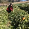 Drought  and Unequal Water Rights Threaten Family Farms in Chile