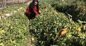 Drought and Unequal Water Rights Threaten Family Farms in Chile - Vimarsana News