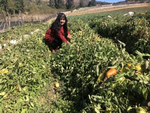 Rosa Guzmán harvests tomatoes on her family farm in San Pedro, in the [...] <a class=