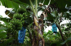 Bananas encased in plastic bags to protect them from insect and parasitic...<a href=