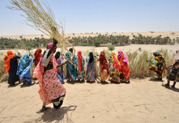 Women from the village of Boula-Ngara, in Chad, build a windbreak fence to protect the nearby river, enabling them to cultivate a market garden to meet the food needs of their families. Credit: FAO/Sia Kambou - Without implementing concrete measures that empower small-scale farmers to overcome climate change challenges, the global community will fall short in addressing poverty, hunger, and malnutrition. The time for action is now: urgent investment in social protection for inclusive climate action is imperative