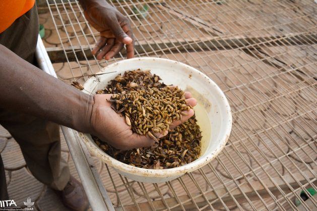 The maggots that are making animal feed more affordable in Zimbabwe come from the black soldier flies. These are being used in several countries in Africa. Credit: IITA
