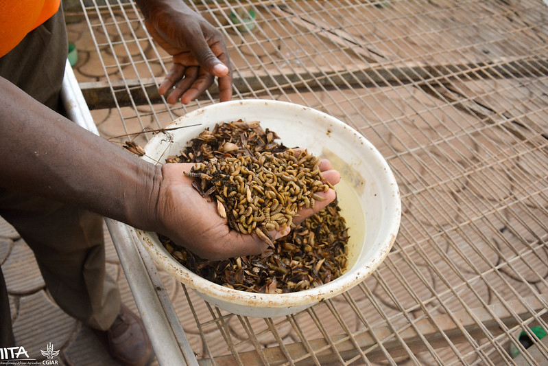 Maggot Farming Creates Entrepreneurs, Saves Farming Costs - Vimarsana News