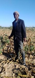 Laban Munsaka of Pemba District in Southern Province, farm is impacted by El Nino climate-induced prolonged dry spell. Credit: Friday Phiri/IPS