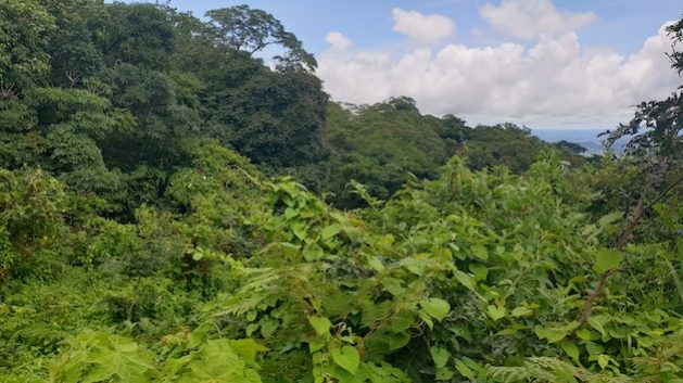 Nature-based solutions in Malawi give the country opportunities to contribute to the removal of greenhouse gases from the atmosphere while also generating money. Credit: Charles Mpaka/IPS
