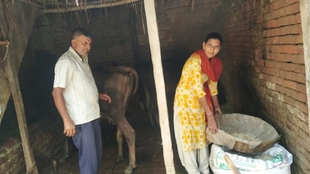 Surjeet Kumari and her husband, Pardeep Kumar, in their barn. Surjeet has started a mushroom business, which has helped the family weather various storms, including COVID and climate change. Credit: Umar Manzoor Shah/IPS