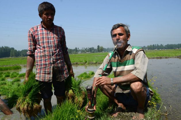 A Kashmiri farmer smokes a traditional hookah on his farmland during a break from paddy cultivation. High temperatures are impacting farms across India. Credit: Umar Manzoor Shah/IPS
