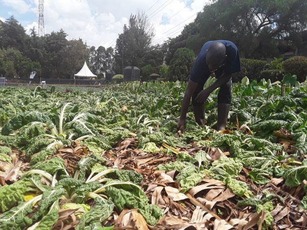 While Africa is responsible for two to three percent of global emissions, the continent stands out disproportionately as the most vulnerable. Credit: Joyce Chimbi/IPS