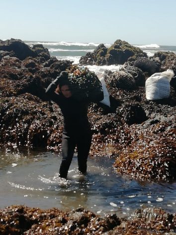 Gatherer Cristina Poblete, from the town of Pichilemu, carries one of the sacks of freshly harvested seaweed. This coastal town in the O'Higgins region of central Chile is known worldwide for its large waves. Credit: Courtesy of Cristina Poblete