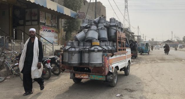 The extreme heat adversely affected the milk production of the over 800,000 cattle in Karachi. Credit: Zofeen Ebrahim/IPS