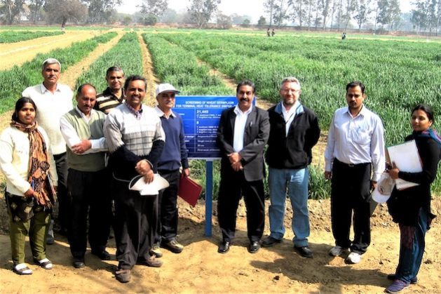 Scientists screen the Indian wheat genetic resources collection in Jaipur, India.
