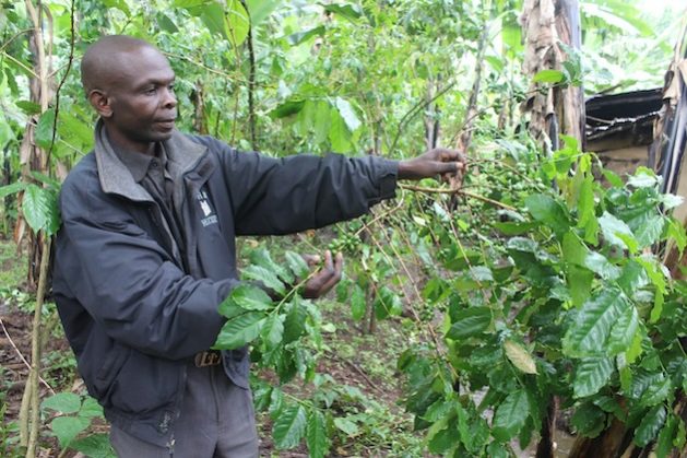 Peter Kibeti with an Arabica coffee plant on his farm in Bududa. Farmers are having to comply with EU regulations on deforestation and child labor if they are to continue to trade with this valuable market. Credit:Wambi Michael/IPS
