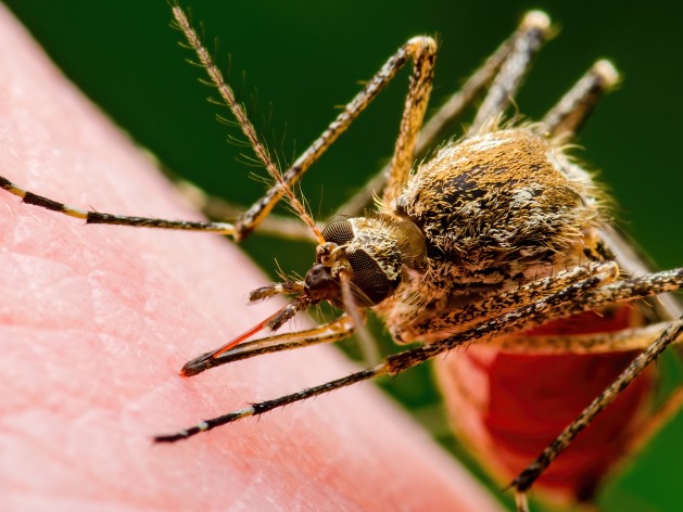 Neglected tropical diseases (NTDs) are a diverse group of 21 infectious diseases that affect 1.65 billion people around the world and can disable, disfigure, and be fatal