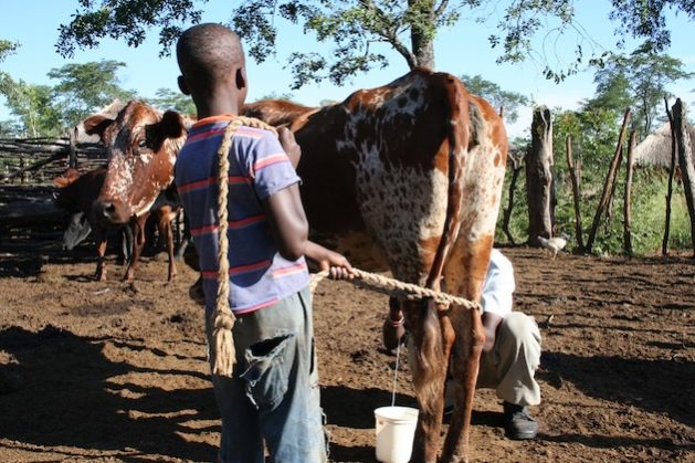 The International Livestock Research Institute is using genomics to breed livestock suited to local conditions and production systems to meet community needs. Credit: Busani Bafana/IPS