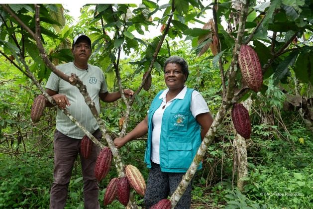 Sustainable forest management plans are strengthening production systems and lucrative value chains, such as cacao and açaí - Biodiversity is the foundation of food security and nutrition, and an irreplaceable asset in our battle against climate change and its effects