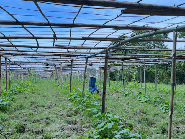 Mahim Mazumder spends his days tending to his crops. Credit: Juheb Jhony/IPS