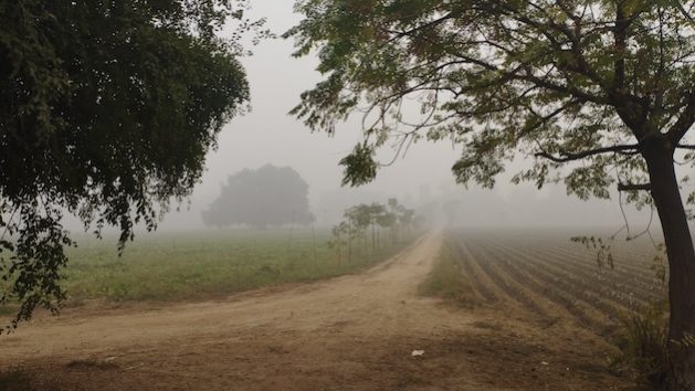 Farmer Hasan Khan took photos of his farm in Kasur during the smog. Credit: Hasan Khan