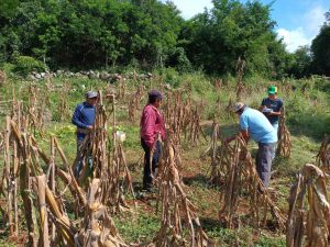 Mayan farmers check a milpa, an ancient system of polyculture of maize, beans, squash and other vegetables that has spread from Mexico throughout Mesoamerica, in the municipality of Tadhziú, Yucatán state, in southeastern Mexico. Image: Emilio Godoy / IPS