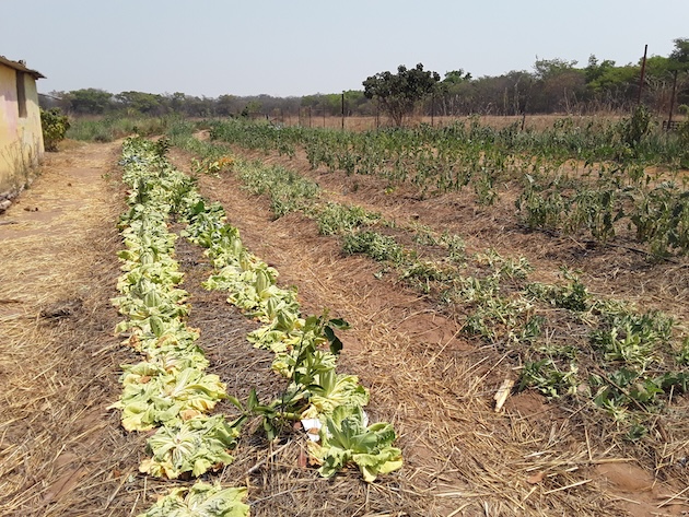 Severe climatic conditions have created hostile ecosystems for Africa's food systems, heightening the need to build climate resilience. Photo Joyce Chimbi/IPS