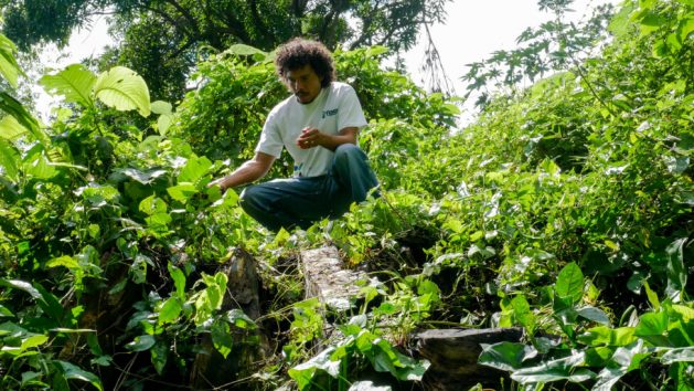 Salvadoran farmer Damian Cordoba looks at the trunk of what was once a fire tree, one of many that have been felled to make way for solar panels to be installed on a farm in western El Salvador by Volcano Energy to provide cheap energy for bitcoin mining. Credit: Edgardo Ayala / IPS