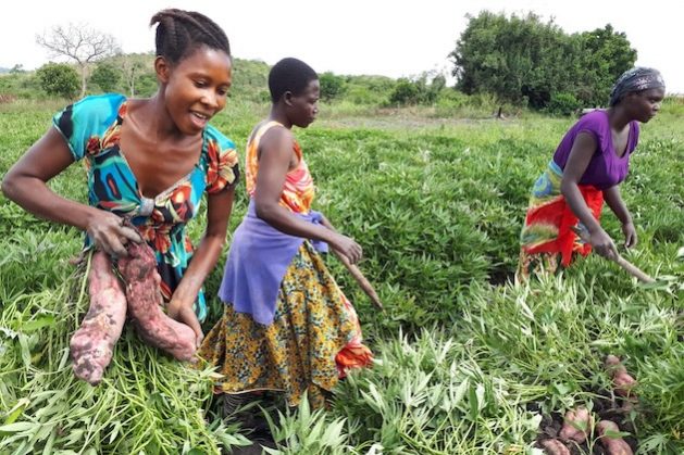 Women in Kilema village harvest orange sweet potatoes. Credit: Kizito Makoye/IPS