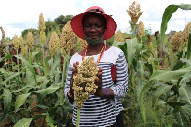 Hardy, nutrition-rich indigenous crops such as sorghum should be esearched as innovative solutions to ending hunger and malnutrition. More than 150 Nobel and World Food Prize Laureates call on world leaders to prioritize urgent agricultural research to meet food needs of 9.7 billion people by 2050. Credit: Busani Bafana/IPS