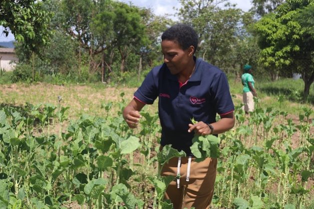 Chihwa Chadambuka belongs to the LGBTQ community, who have turned to climate-smart agriculture to change perceptions of the group. Credit: Farai Shawn Matiashe/IPS