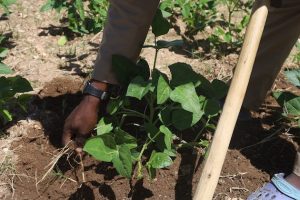 Takudzwa Saruwaka removing weeds from a plot with climate-resilient cowpeas at Matondo Growth Point, outside Mutare. Credit: Farai Shawn Matiashe/IPS